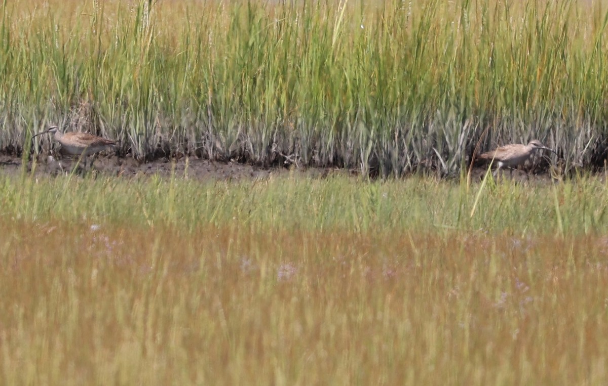 Whimbrel - Tim Antanaitis