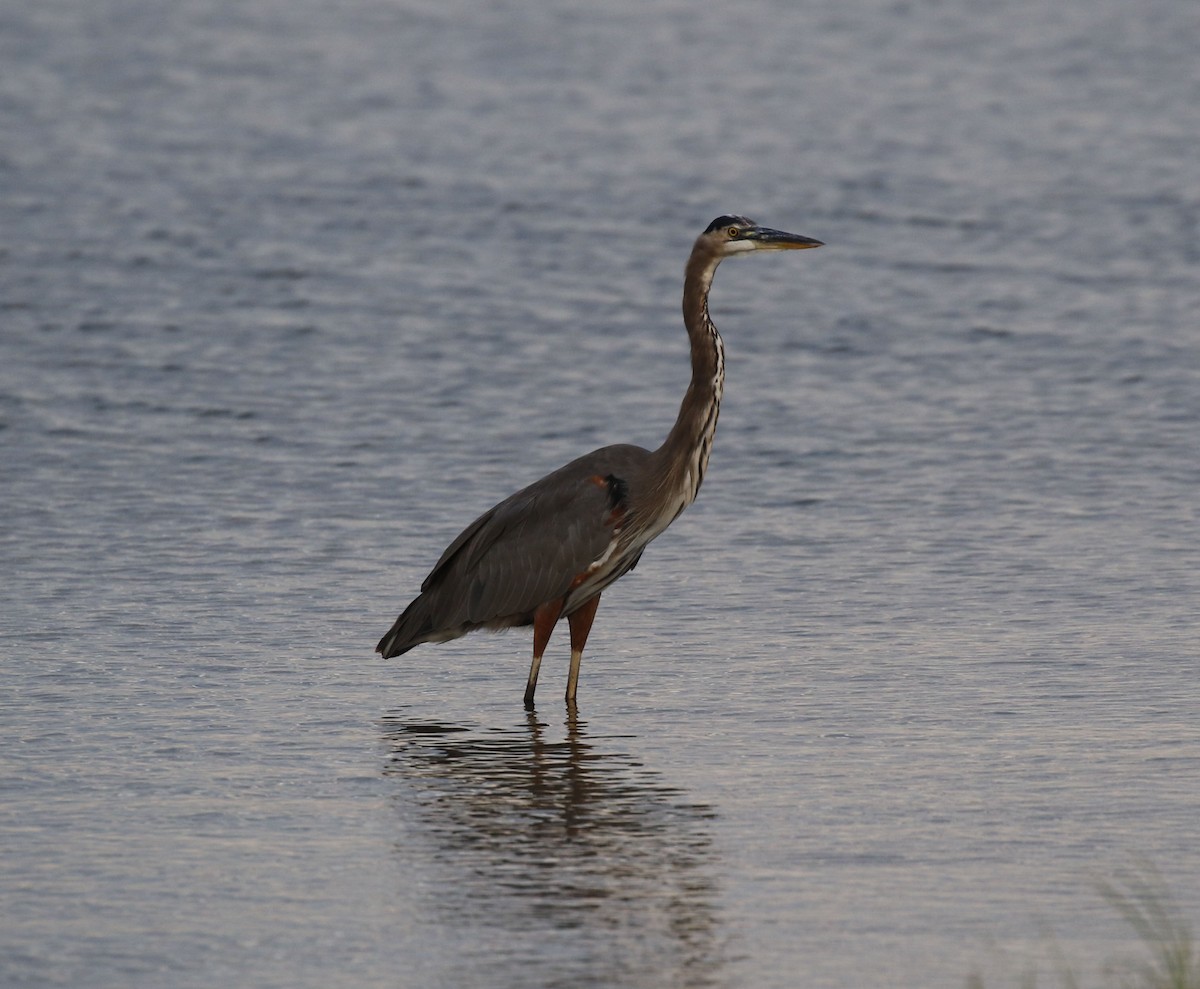 Great Blue Heron (Great Blue) - ML623490332