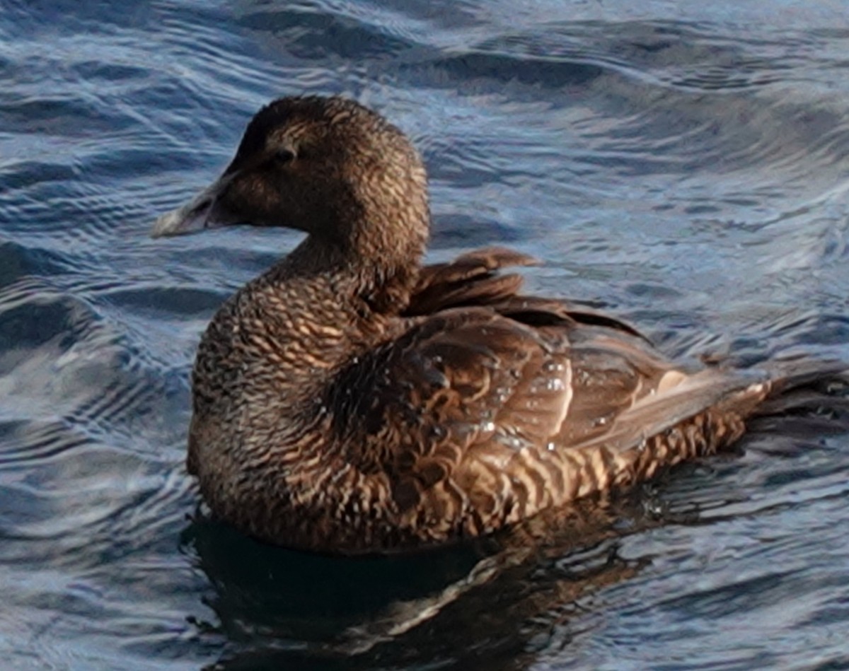 Common Eider - ML623490342