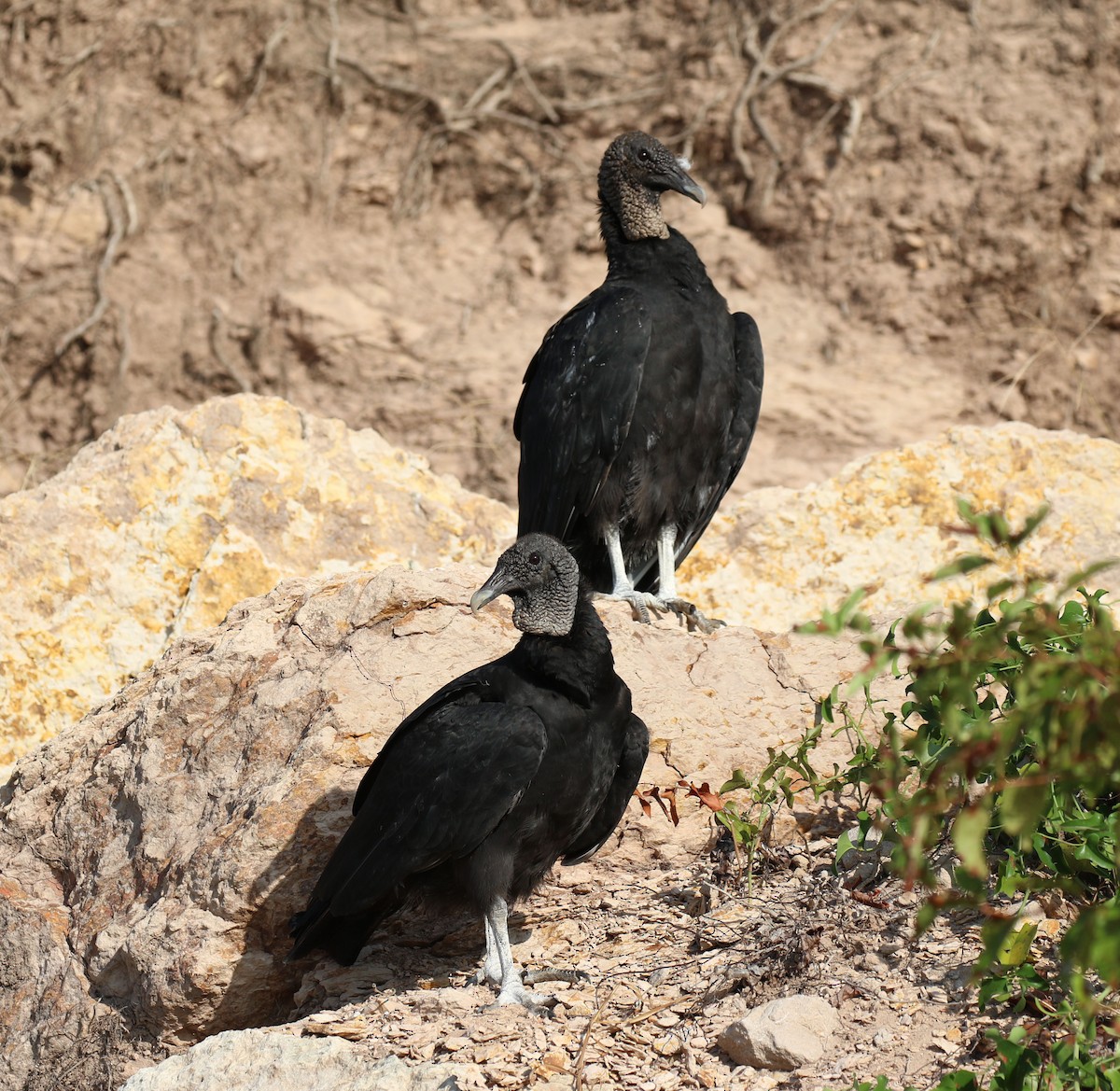 Black Vulture - ML623490344