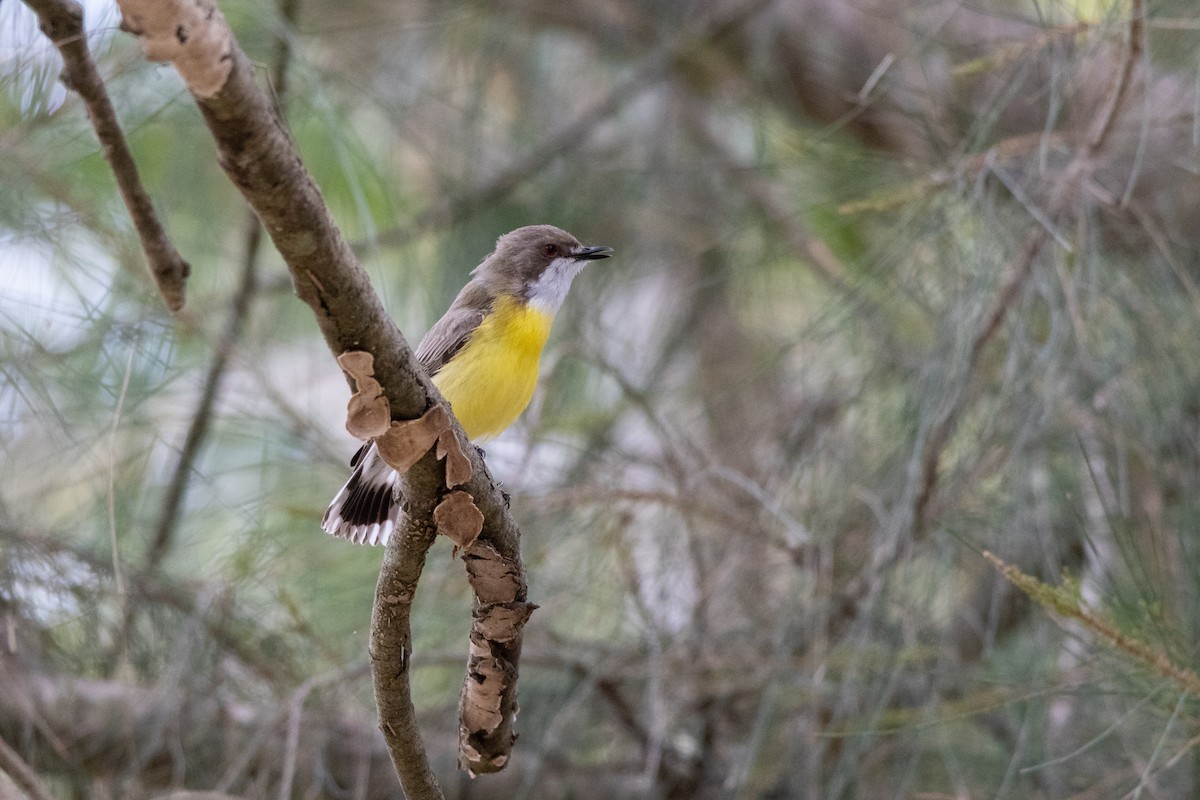 White-throated Gerygone - ML623490354