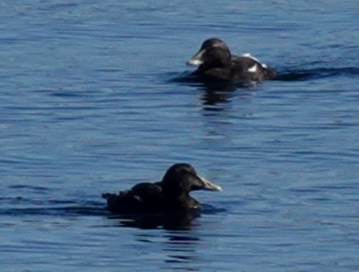 Common Eider - David Berryman