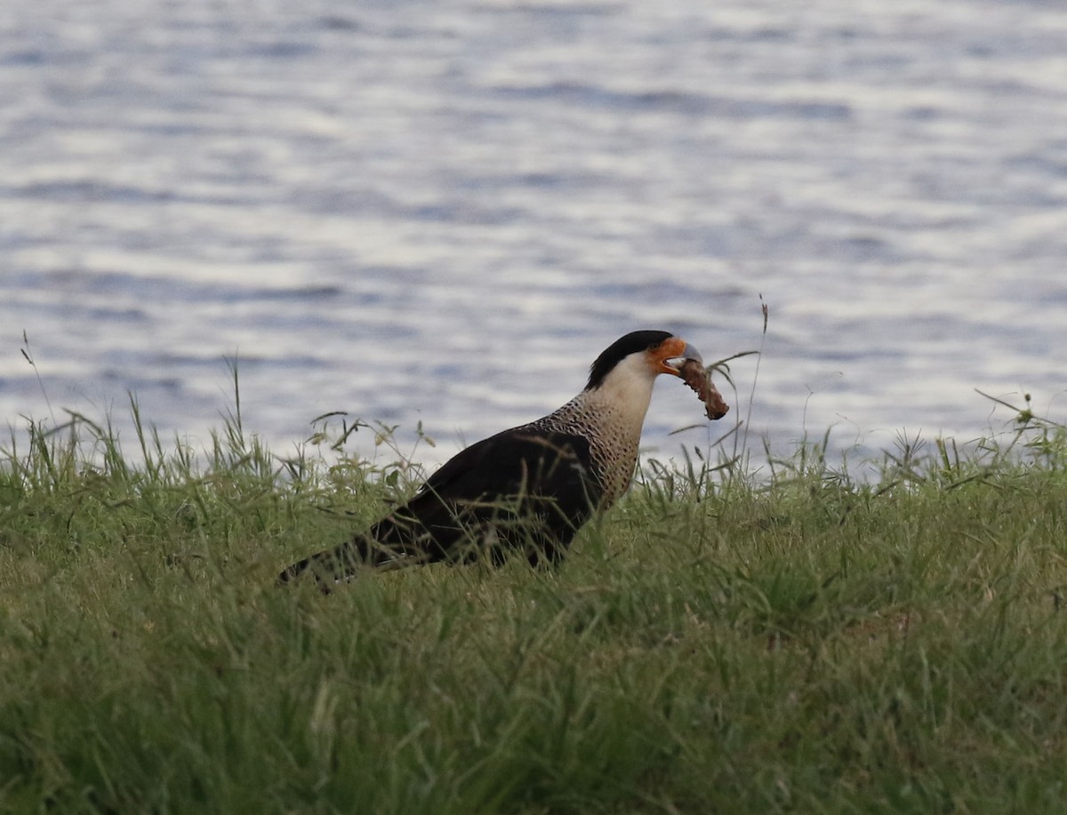 Crested Caracara (Northern) - ML623490365