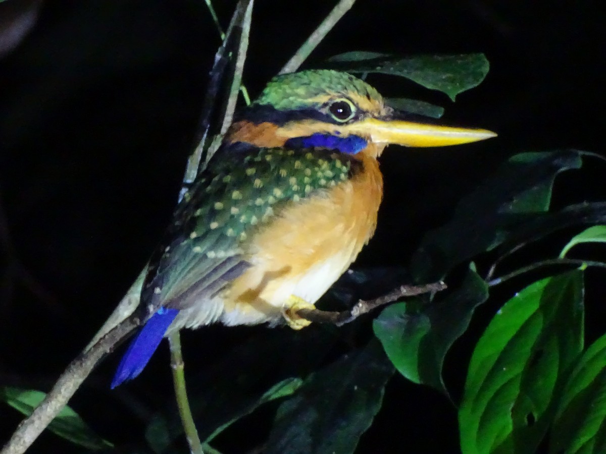 Rufous-collared Kingfisher - ML623490376