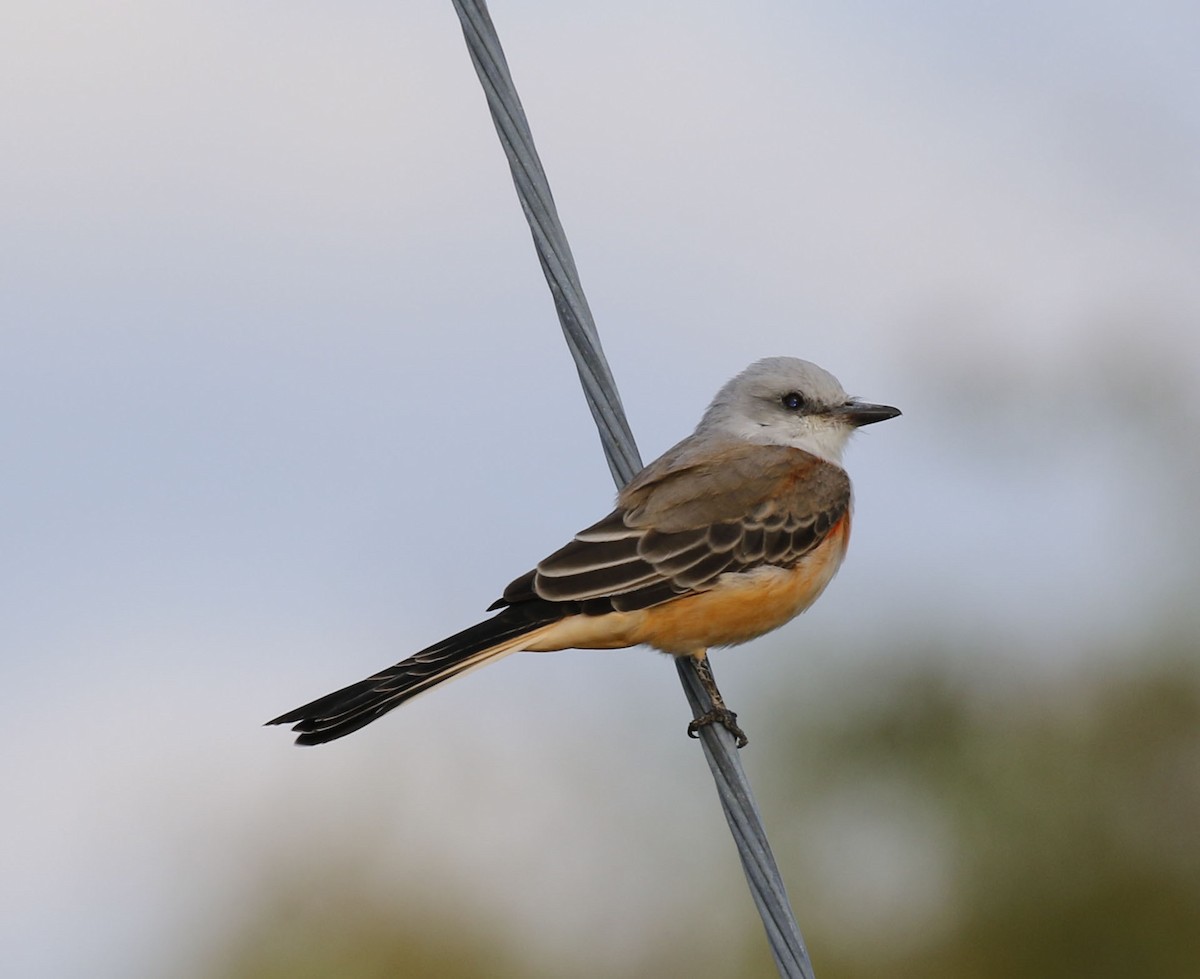 Scissor-tailed Flycatcher - ML623490388