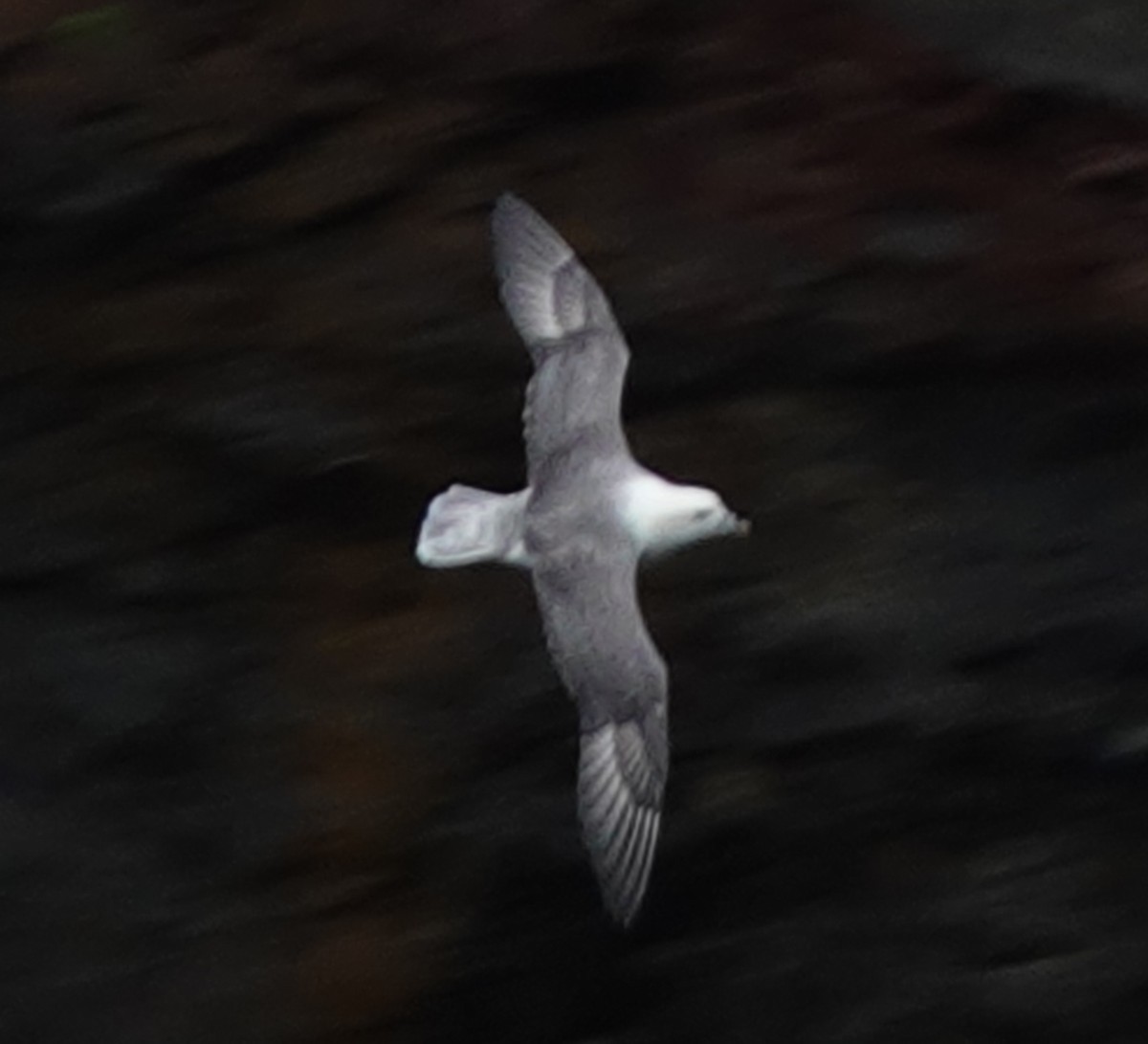 Northern Fulmar - ML623490402