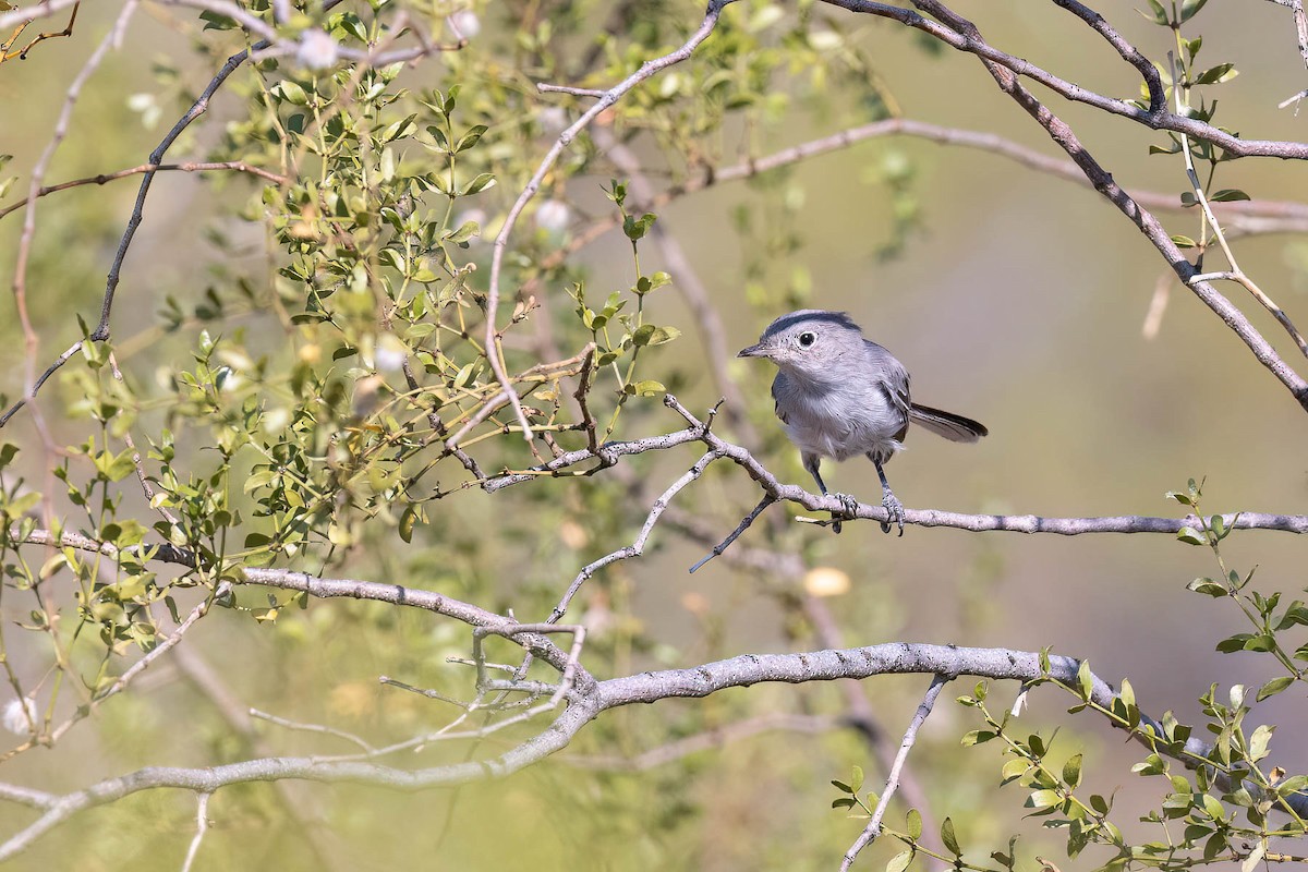 Blue-gray Gnatcatcher (obscura Group) - ML623490409