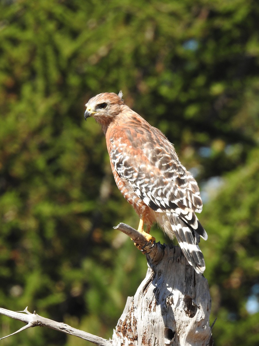 káně páskovaná (ssp. elegans) - ML623490414