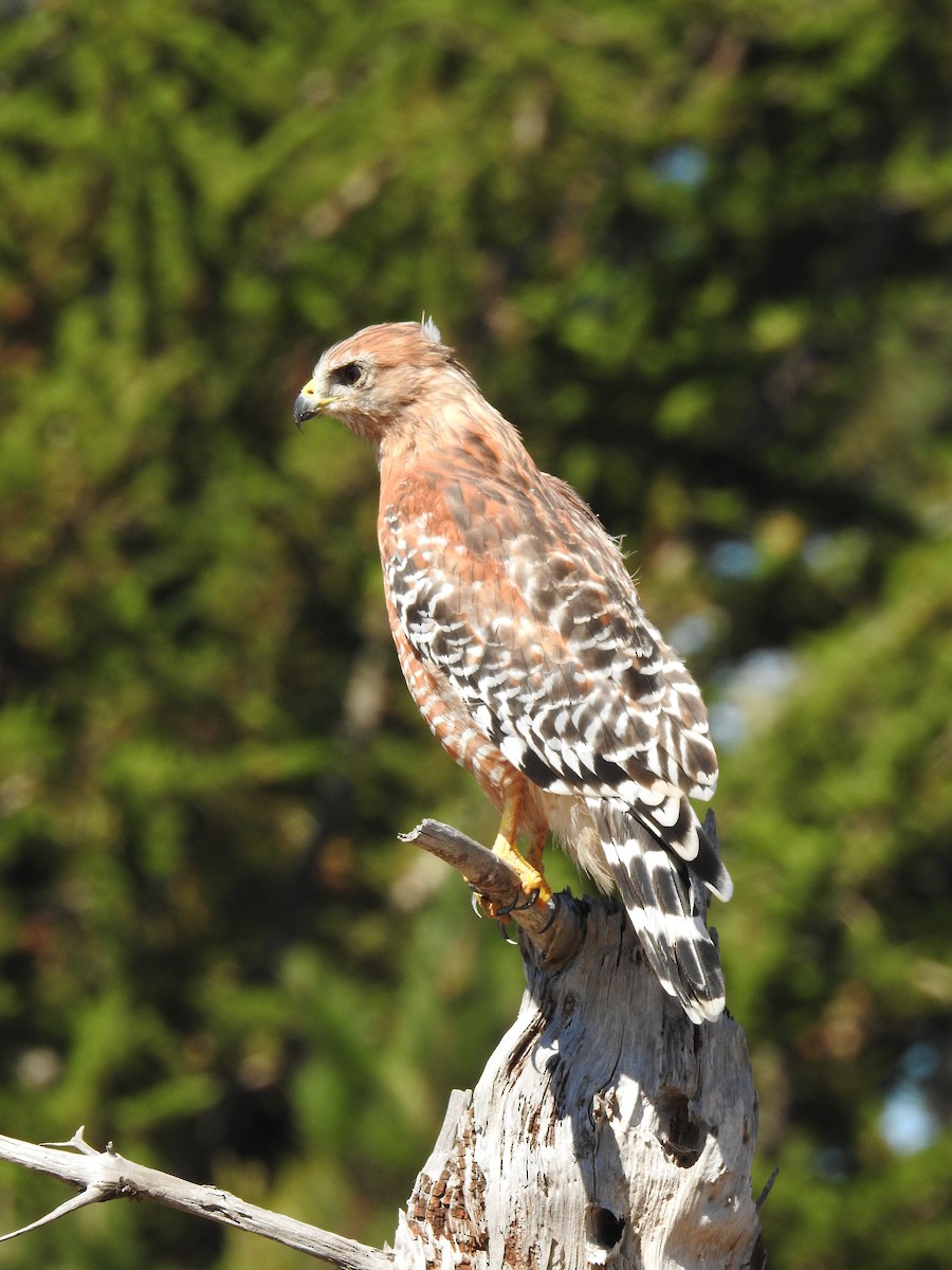 káně páskovaná (ssp. elegans) - ML623490415