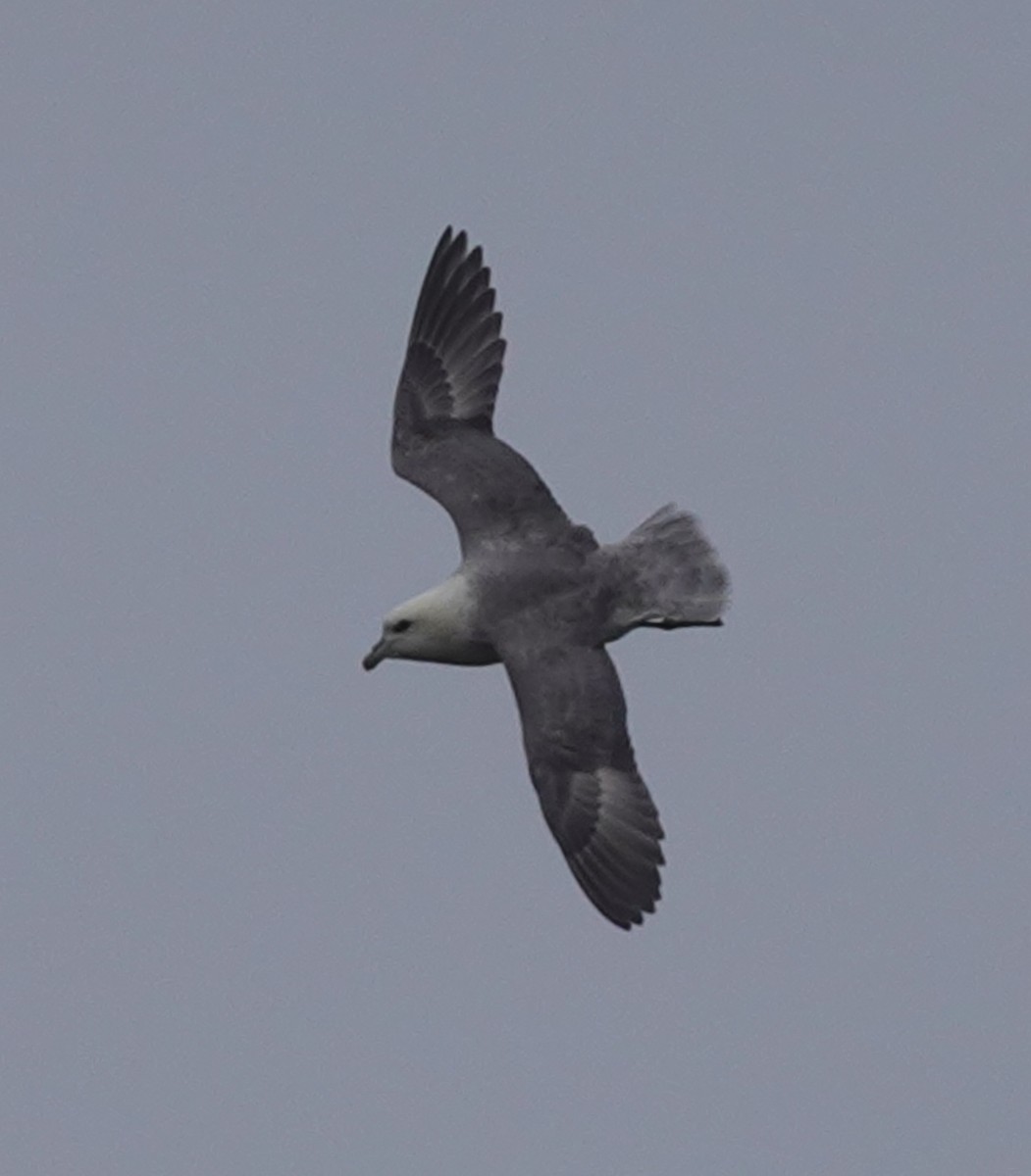 Northern Fulmar - ML623490421