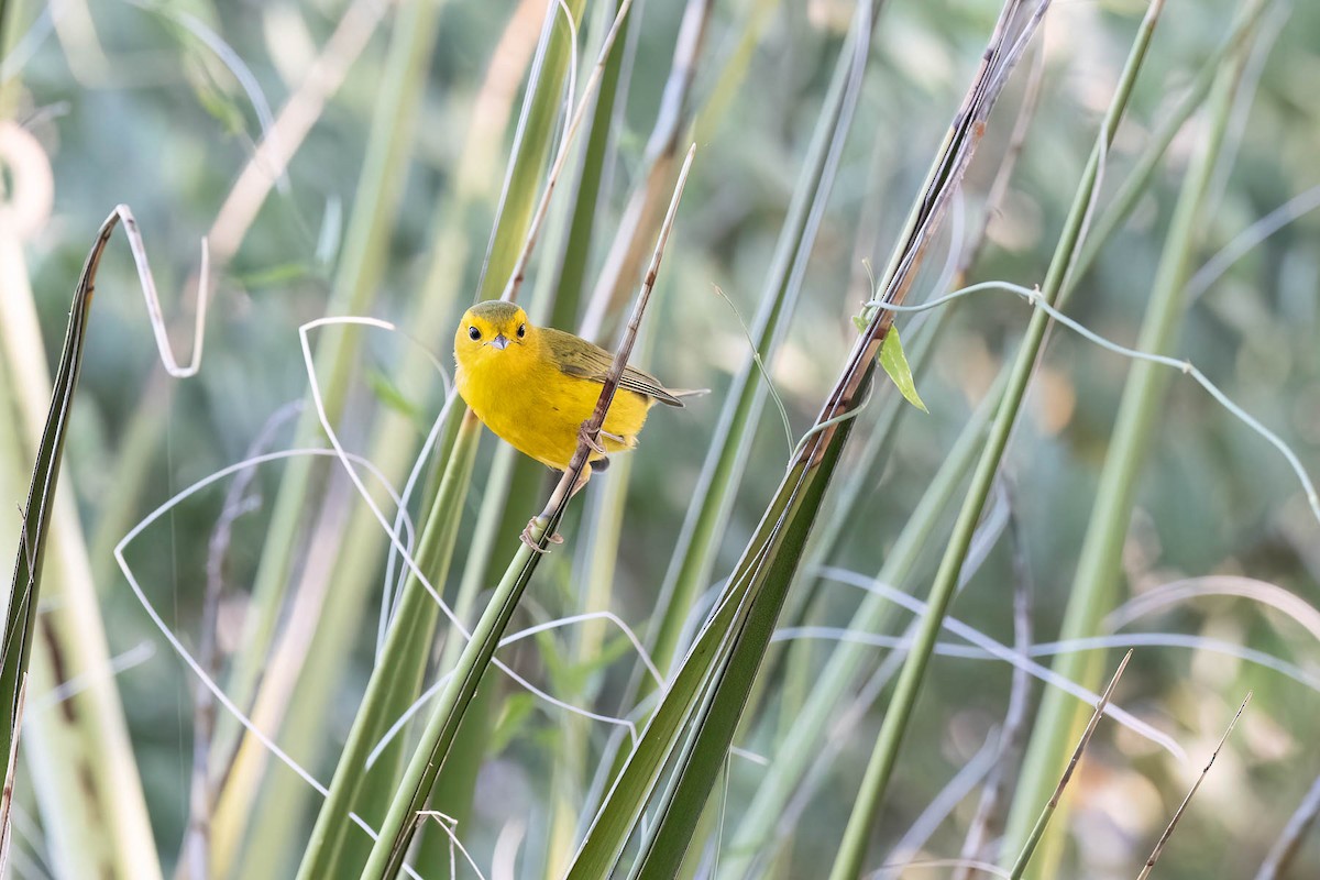 Wilson's Warbler - ML623490425