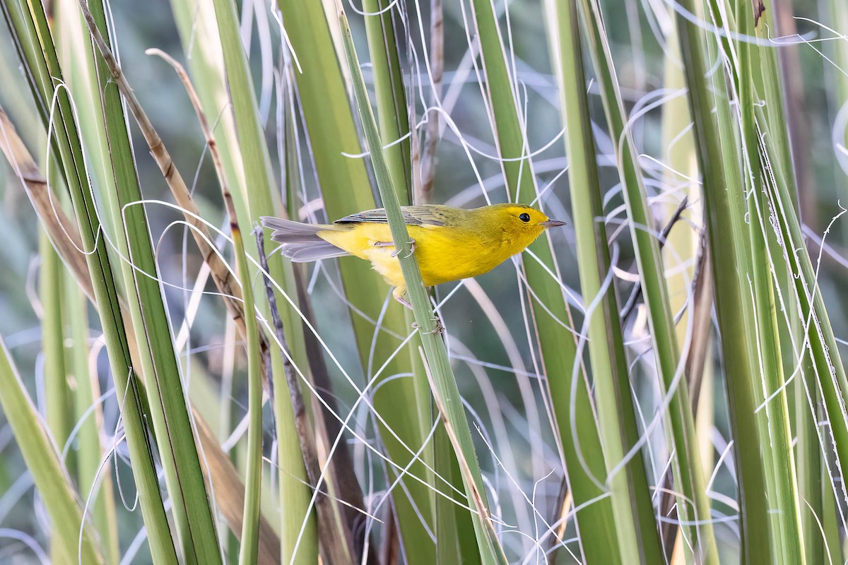 Wilson's Warbler - ML623490426