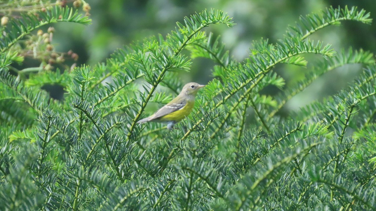 Magnolia Warbler - ML623490427