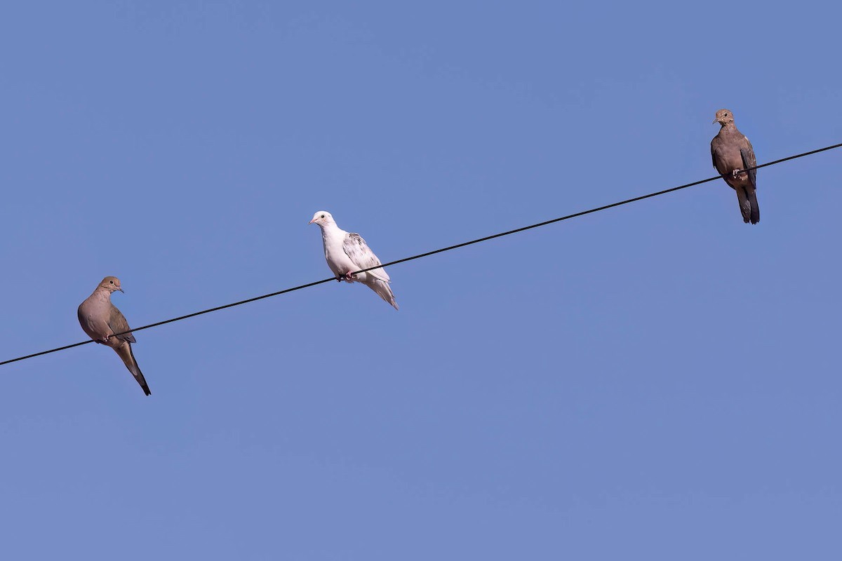 Mourning Dove - ML623490436