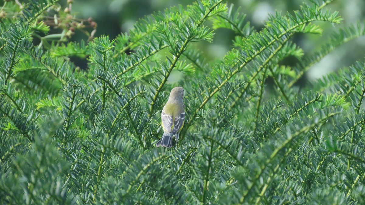 Magnolia Warbler - ML623490449