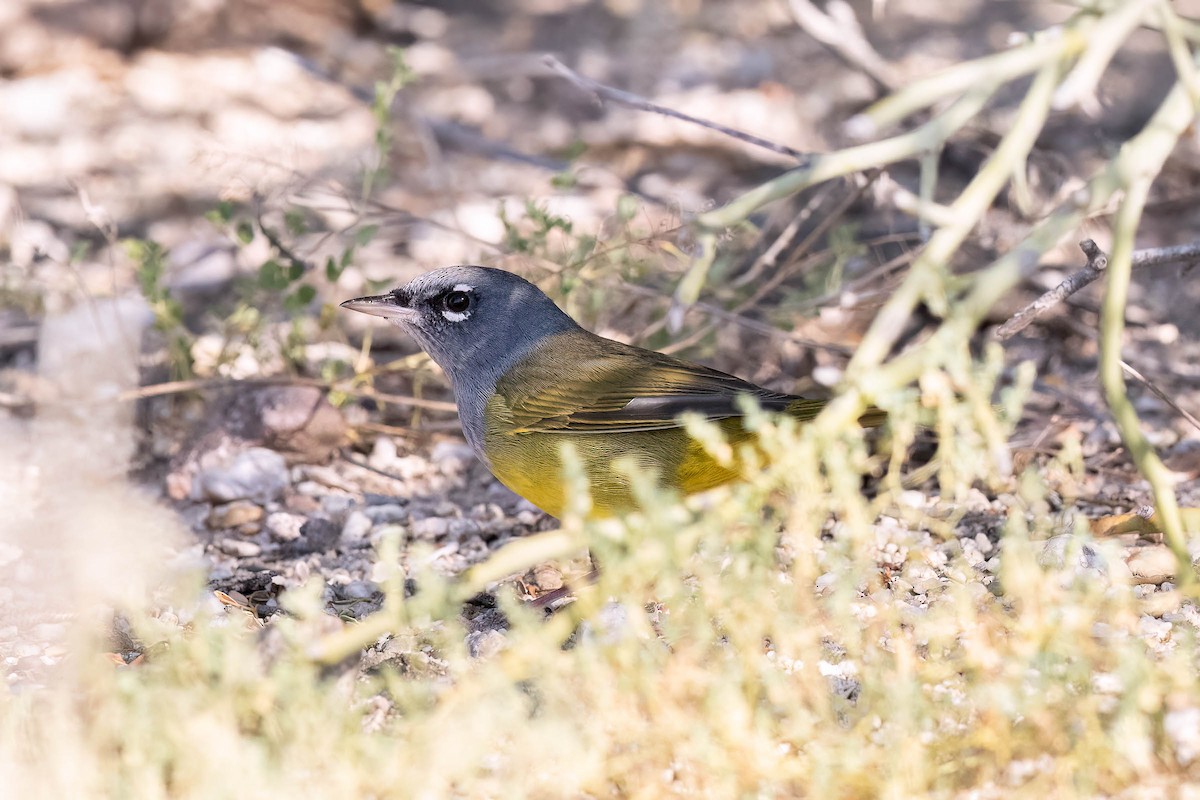 MacGillivray's Warbler - ML623490450