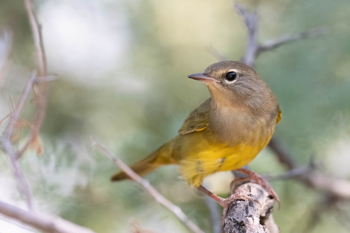 MacGillivray's Warbler - ML623490452