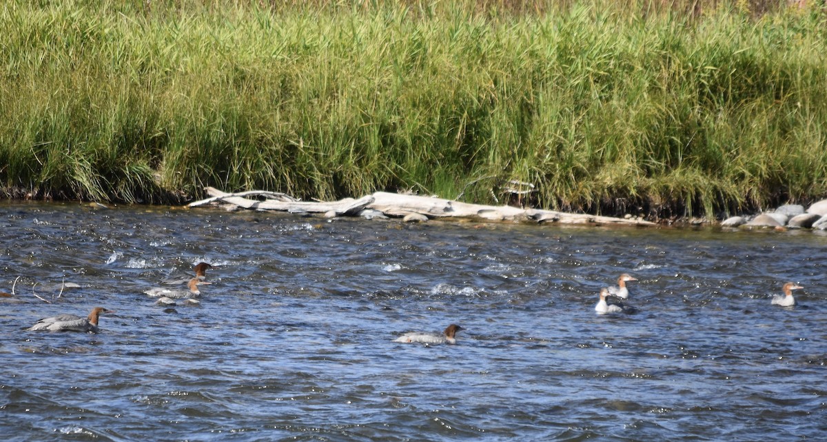 Common Merganser (North American) - ML623490456