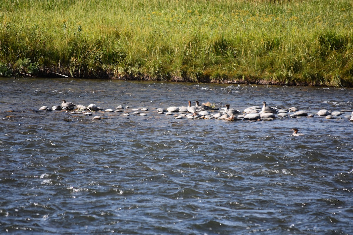 Common Merganser (North American) - ML623490457