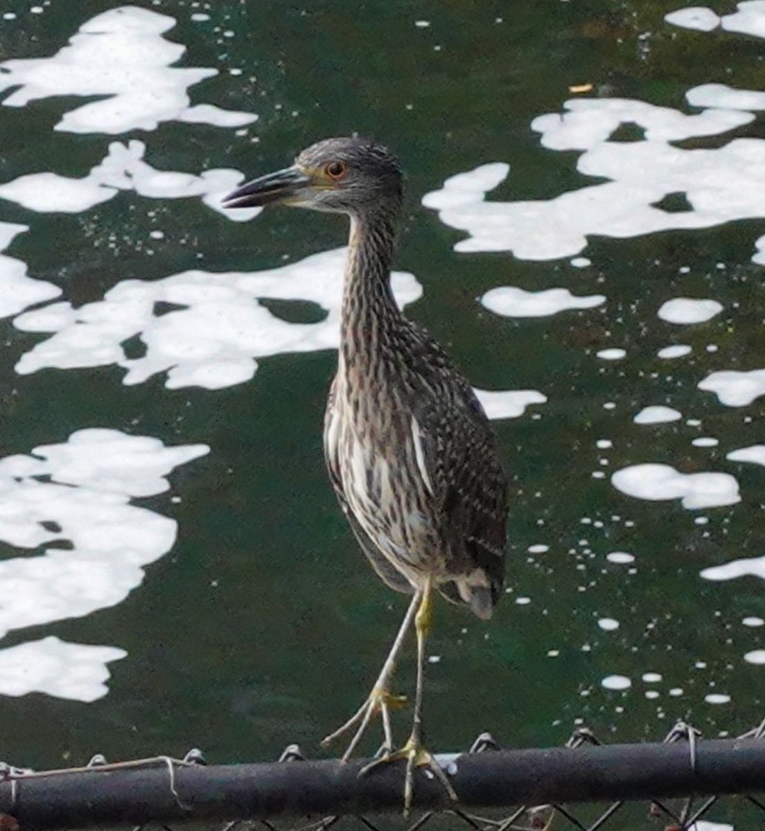 Yellow-crowned Night Heron - ML623490470