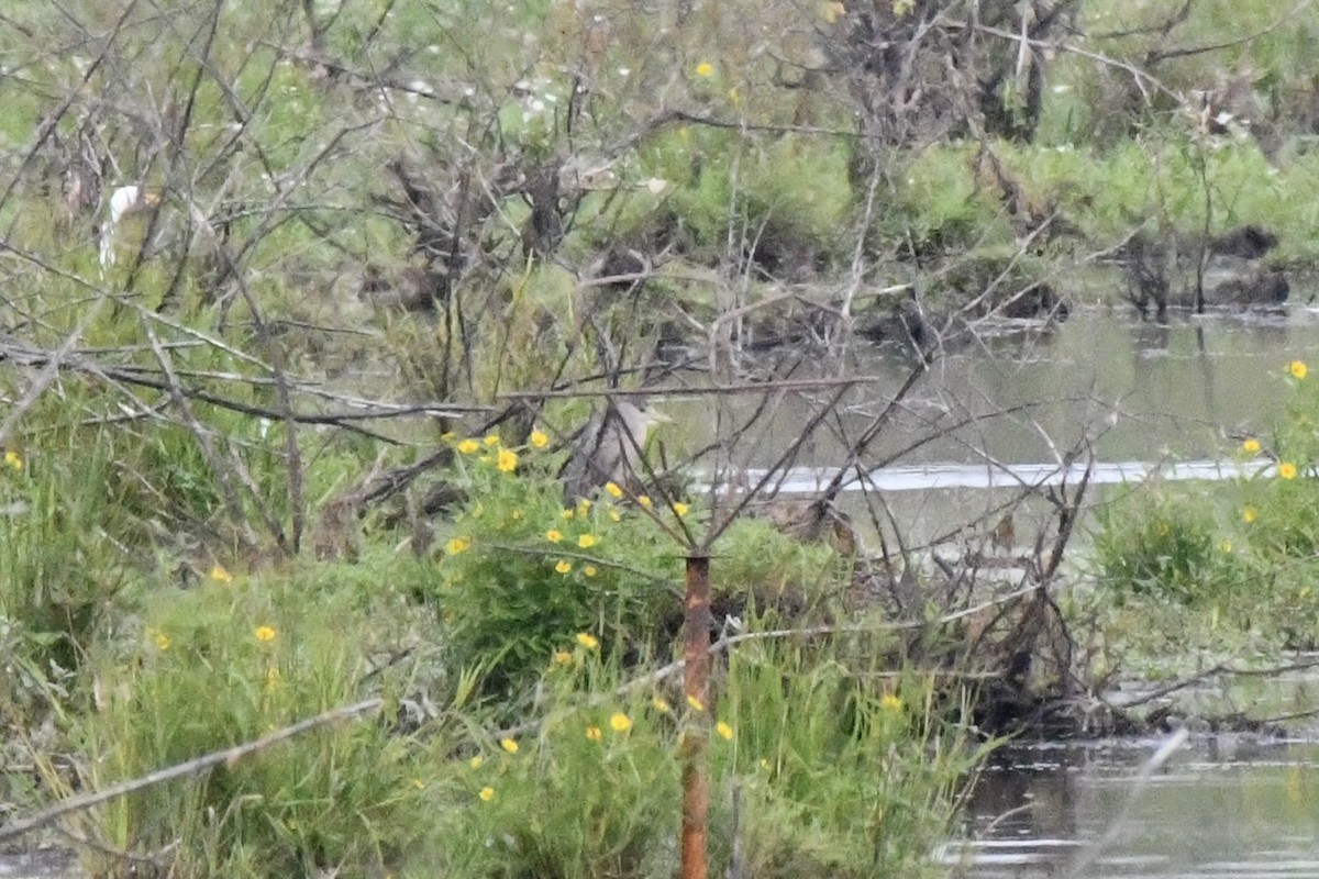 Black-crowned Night Heron - ML623490476