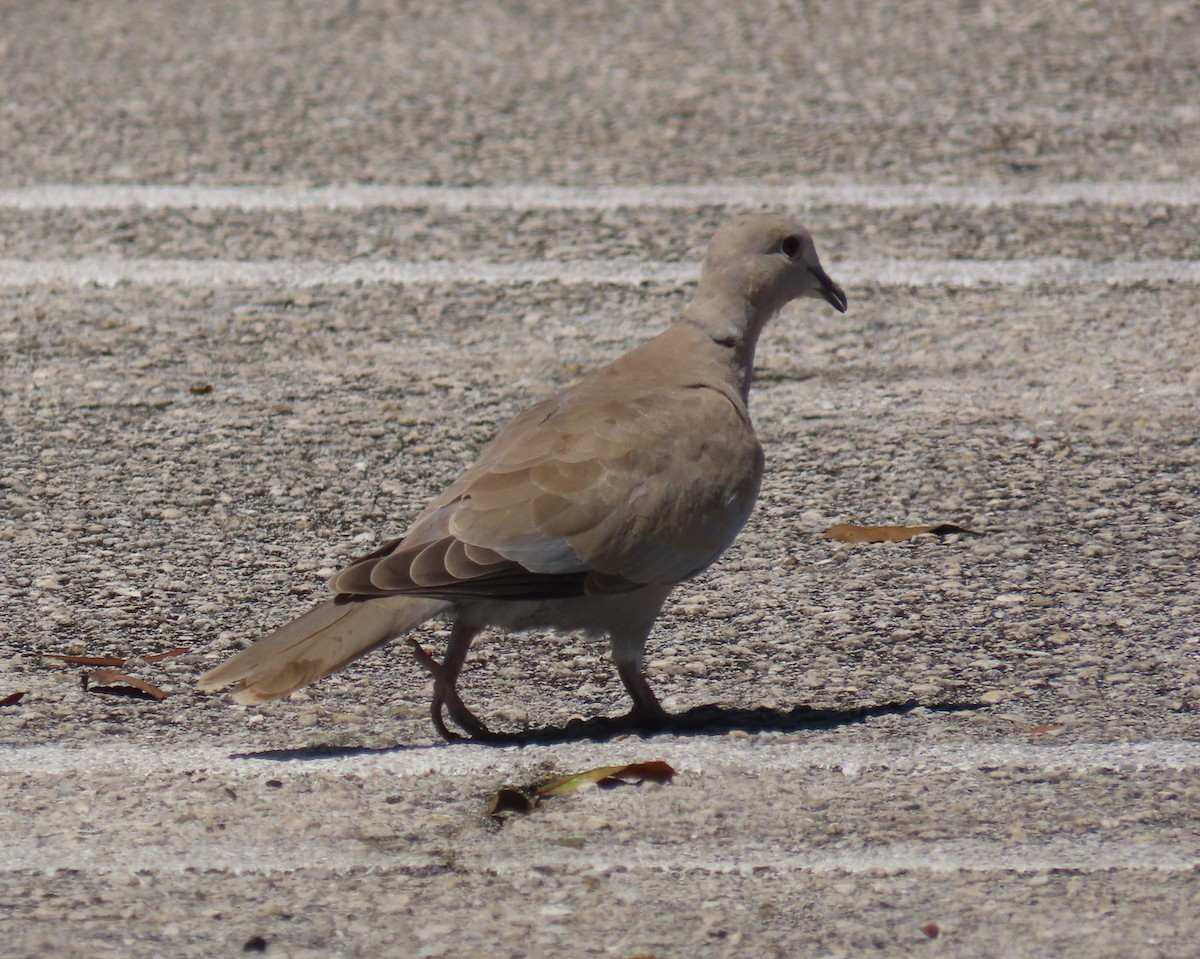 Eurasian Collared-Dove - ML623490477