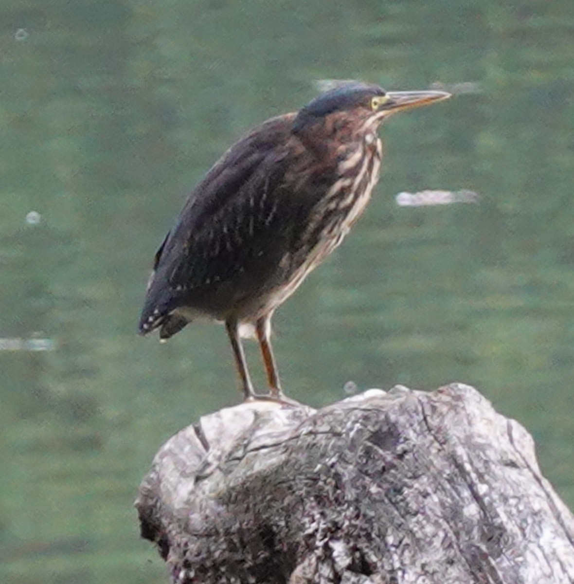 Green Heron - ML623490486