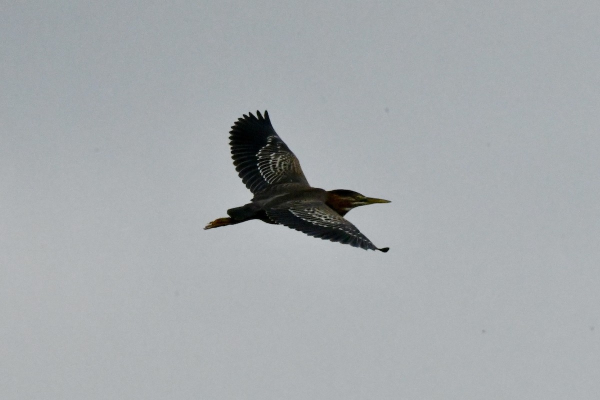 Green Heron - ML623490498