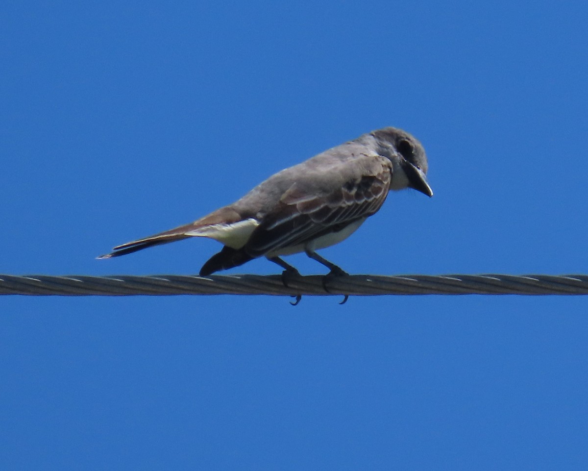 Gray Kingbird - ML623490514