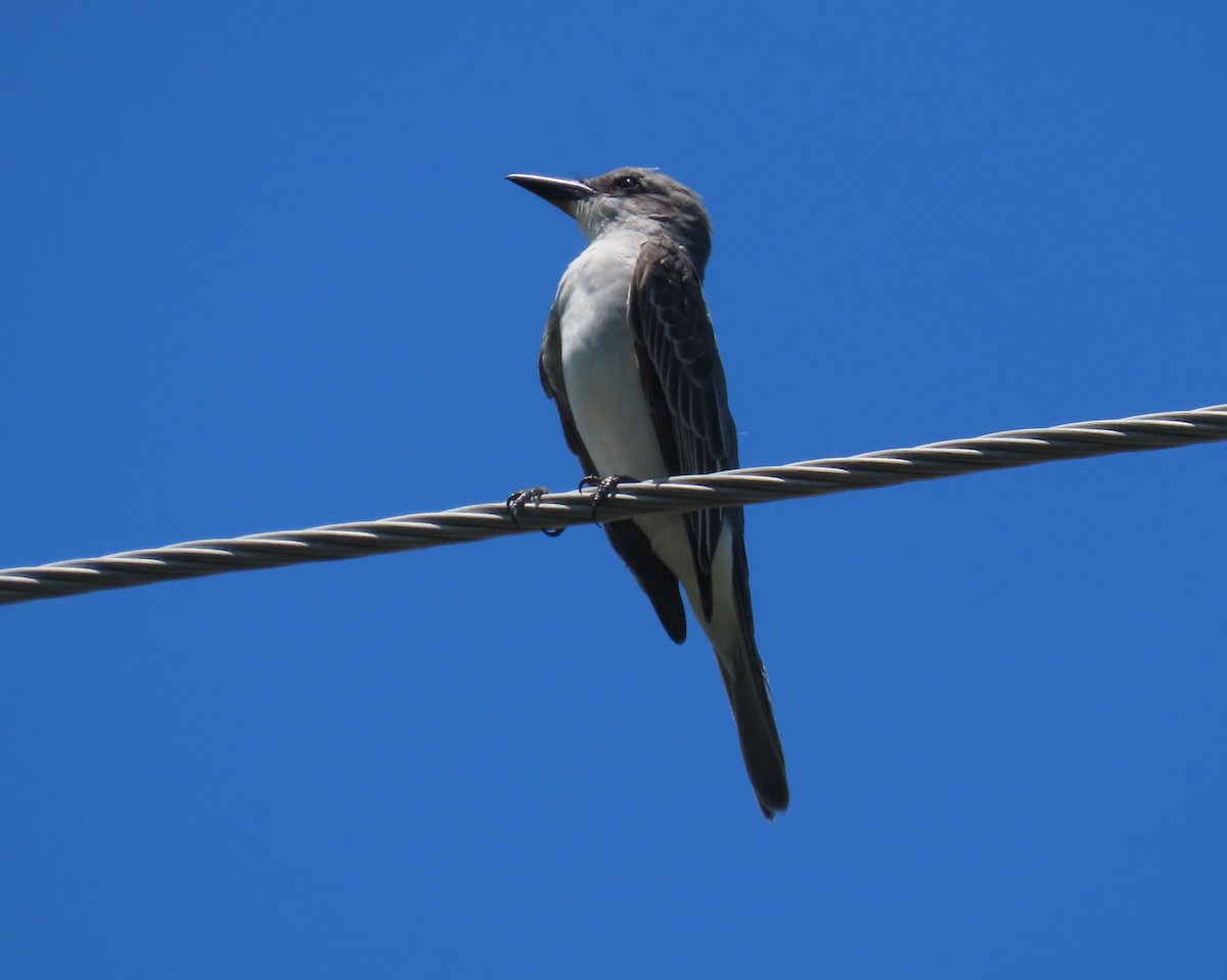 Gray Kingbird - ML623490515