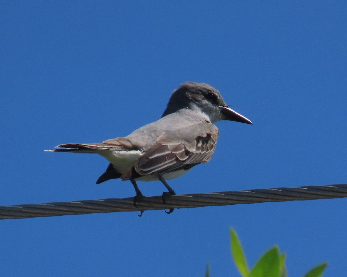 Gray Kingbird - ML623490517