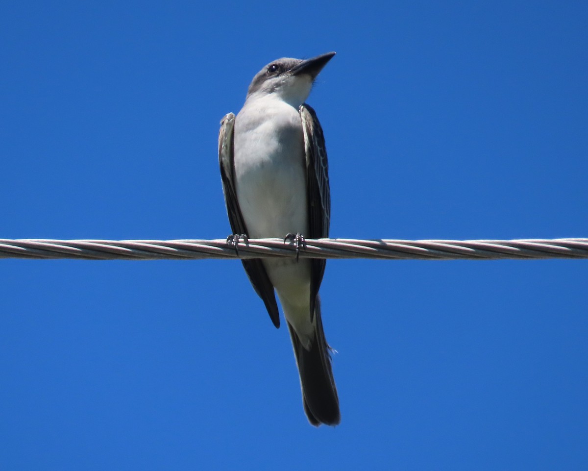 Gray Kingbird - ML623490519