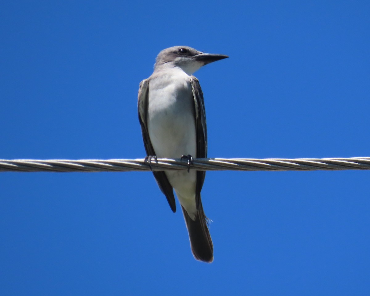Gray Kingbird - ML623490520