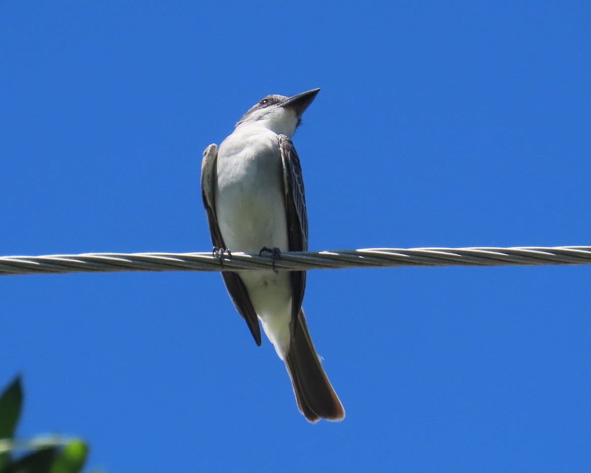 Gray Kingbird - ML623490521