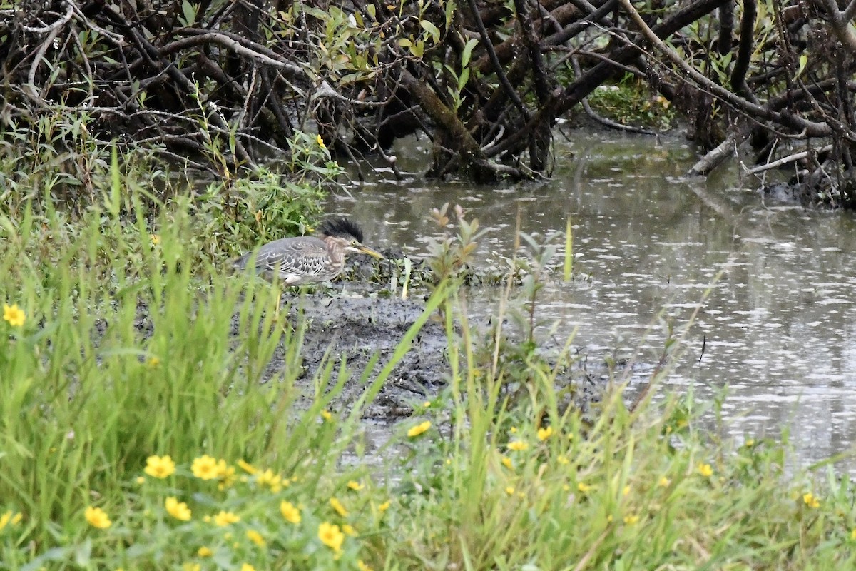 Green Heron - ML623490532