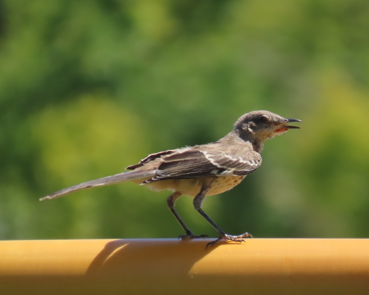 Northern Mockingbird - ML623490544
