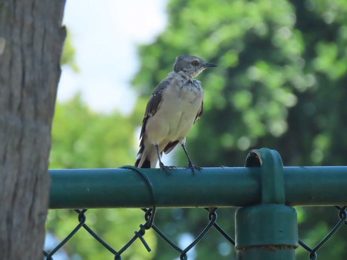 Northern Mockingbird - ML623490545