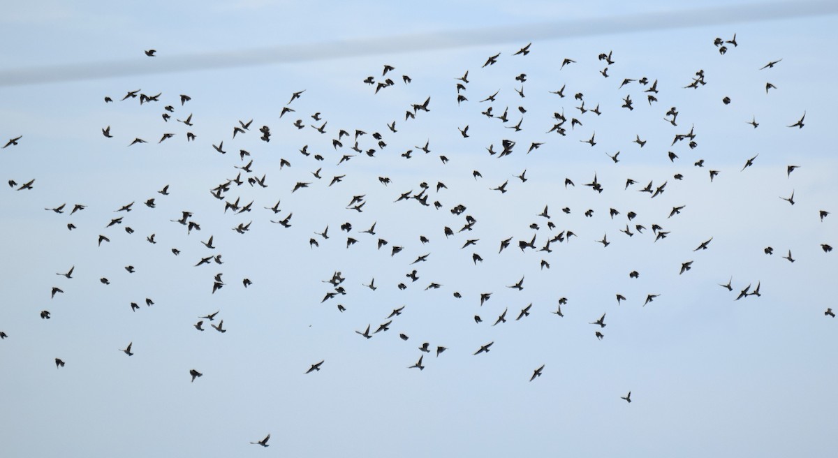 Red-winged Blackbird - ML623490550