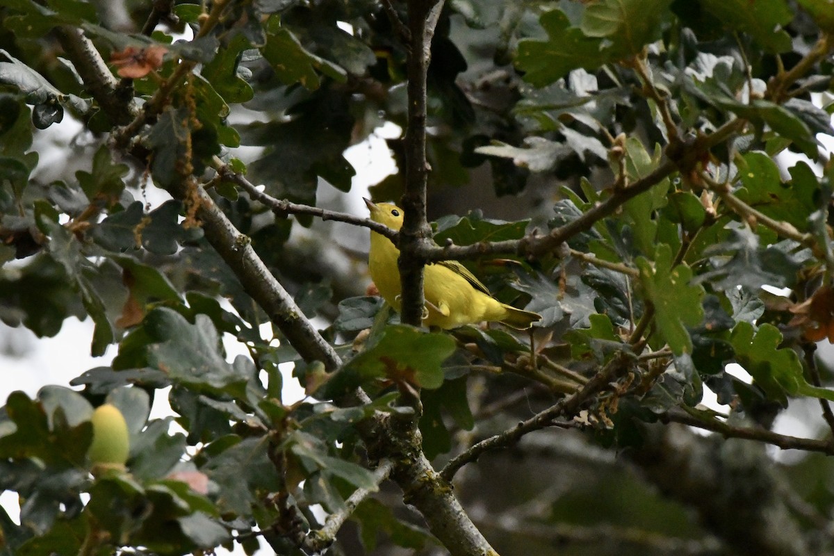 Yellow Warbler - ML623490567