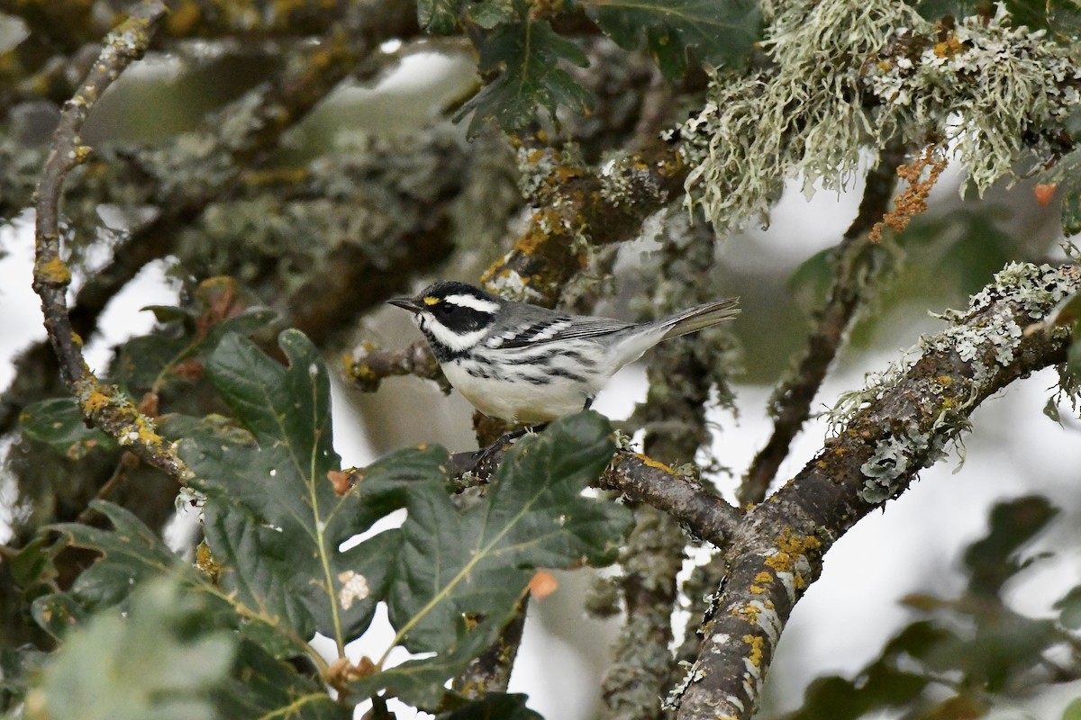 Black-throated Gray Warbler - ML623490591