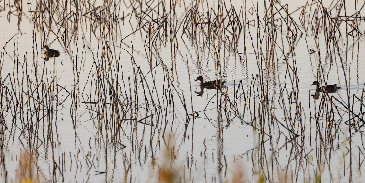 Wood Duck - ML623490600