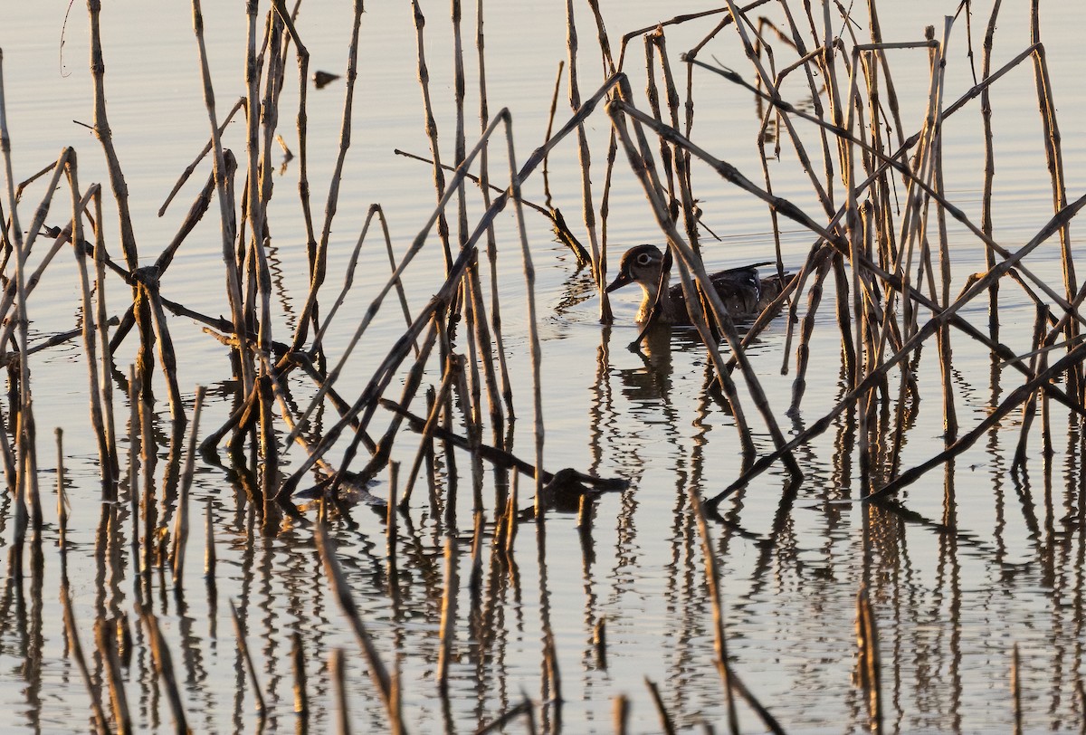 Wood Duck - ML623490601