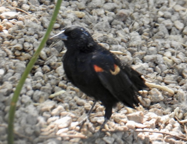 Red-winged Blackbird (Red-winged) - ML623490606