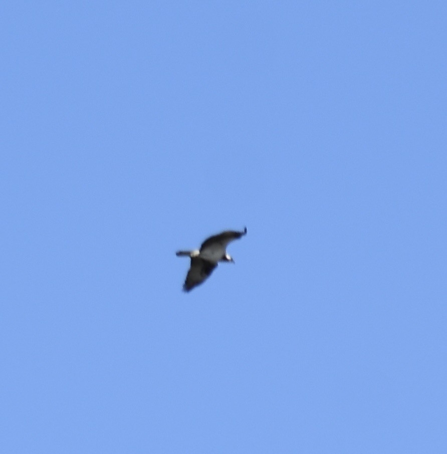 Osprey (American) - ML623490653