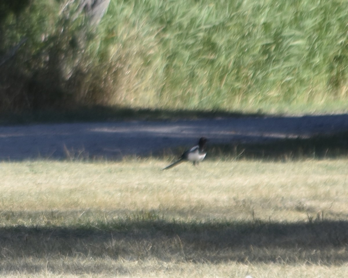 Black-billed Magpie - ML623490668