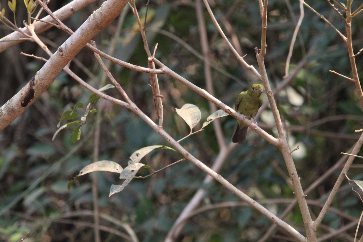 Helmeted Manakin - ML623490712