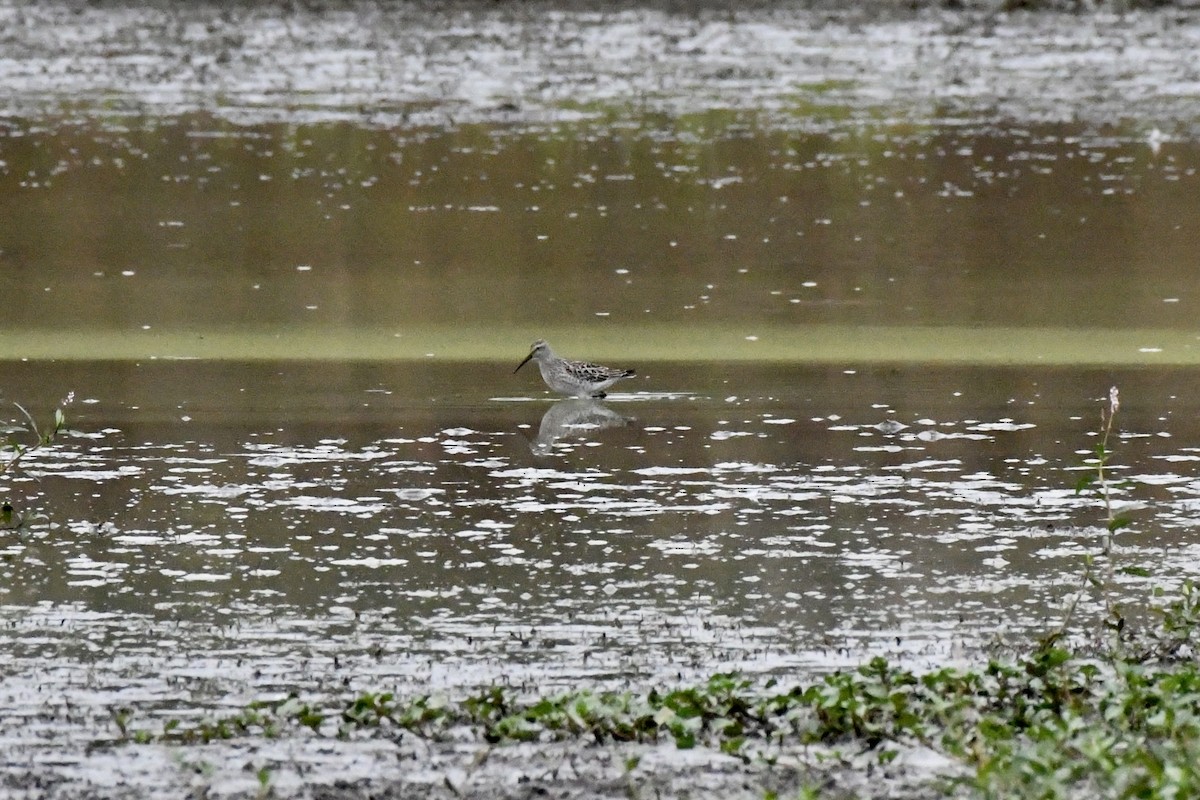 Stilt Sandpiper - ML623490713