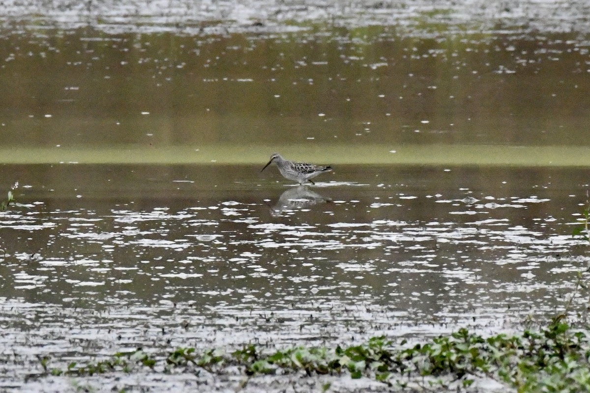 Stilt Sandpiper - ML623490733