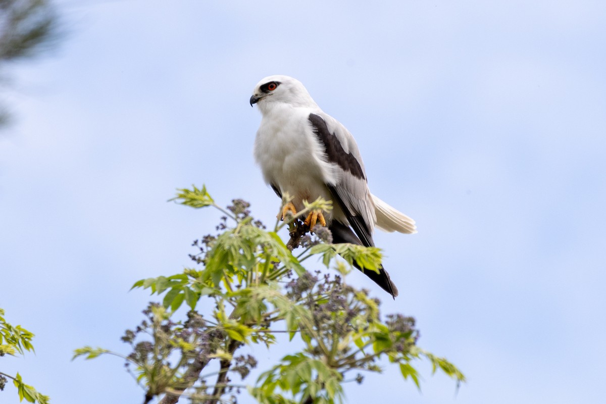 Black-shouldered Kite - ML623490736