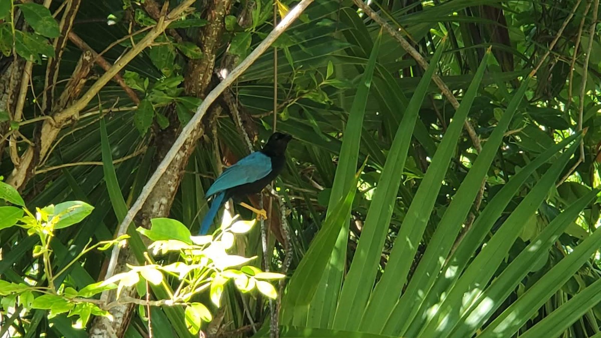 Yucatan Jay - ML623490755